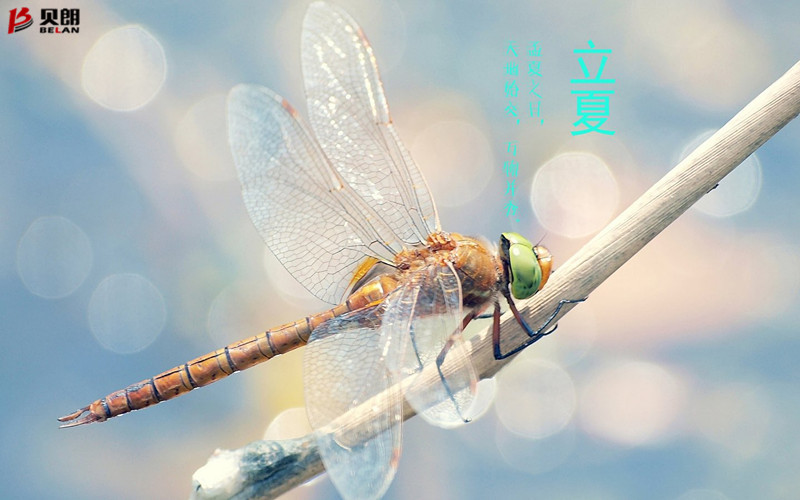 立夏啦！立夏啦！