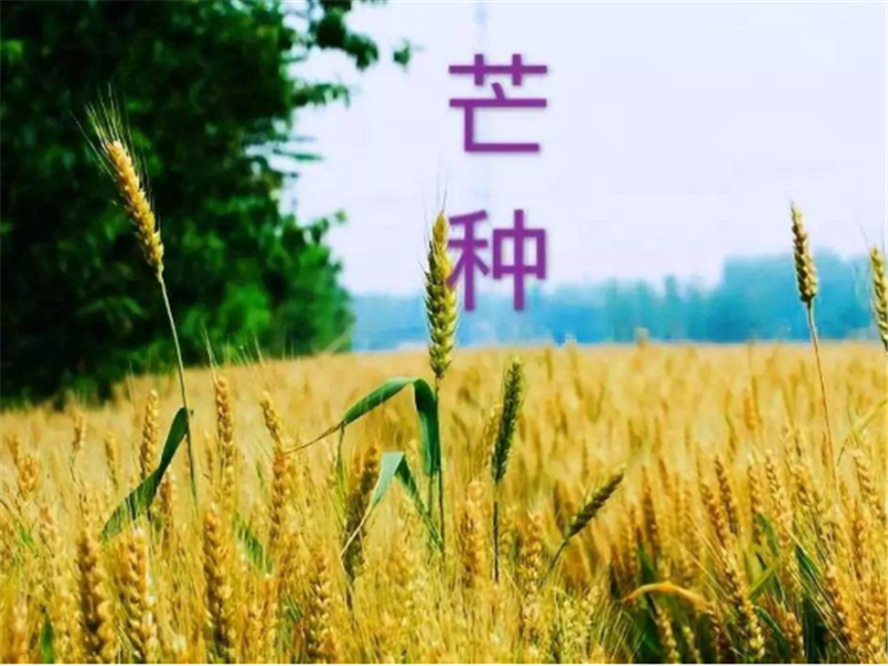 什么是二十四節(jié)氣——芒種？